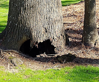 Cavity or Hole in Tree Trunk