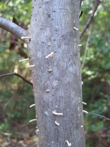 Ambrosia Beetle Excavation